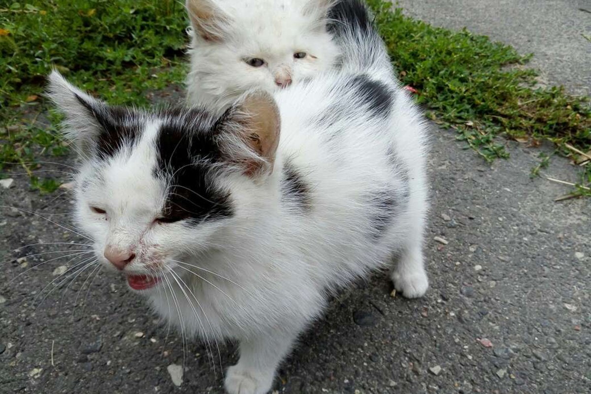 Котики Белоснежка и Охотник ищут своих хозяев