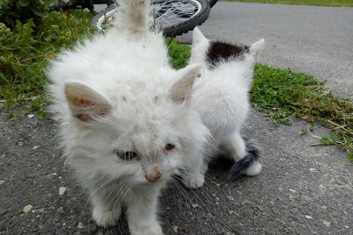 Котики Белоснежка и Охотник ищут своих хозяев