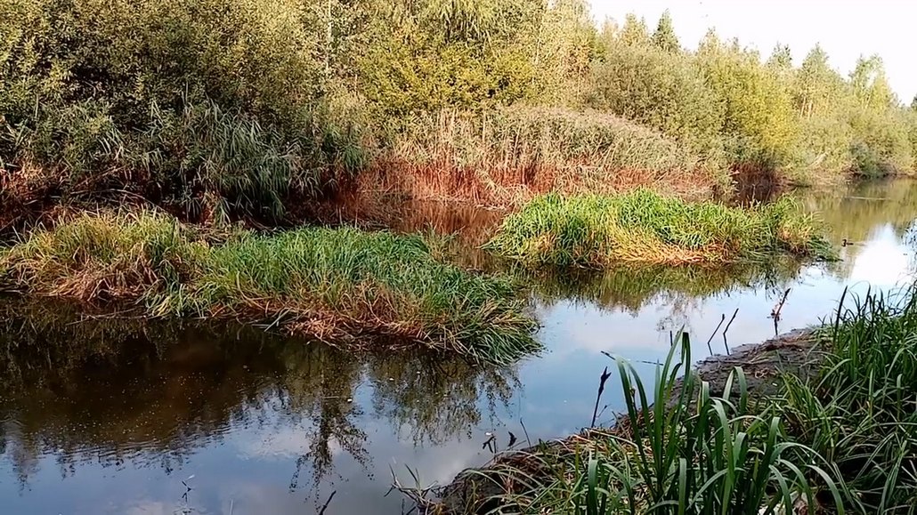 Плывущие островки на обводном канале в Локтышах