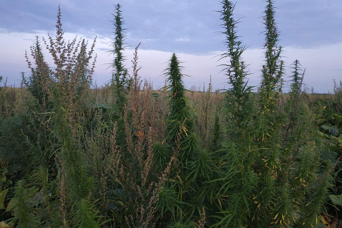 Коноплю уничтожили в Ганцевичском районе.