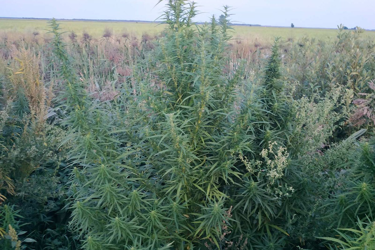 Коноплю уничтожили в Ганцевичском районе.