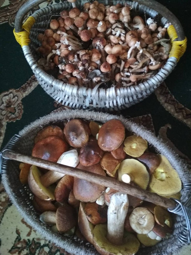 Грибы есть. Какие