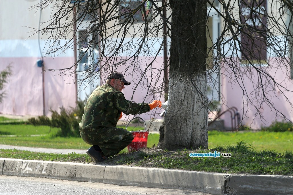 Скоро Пасха: в Ганцевичах белят бордюры и деревья