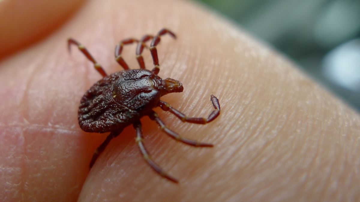 Что делать если укусил клещ? Алгоритм действий
