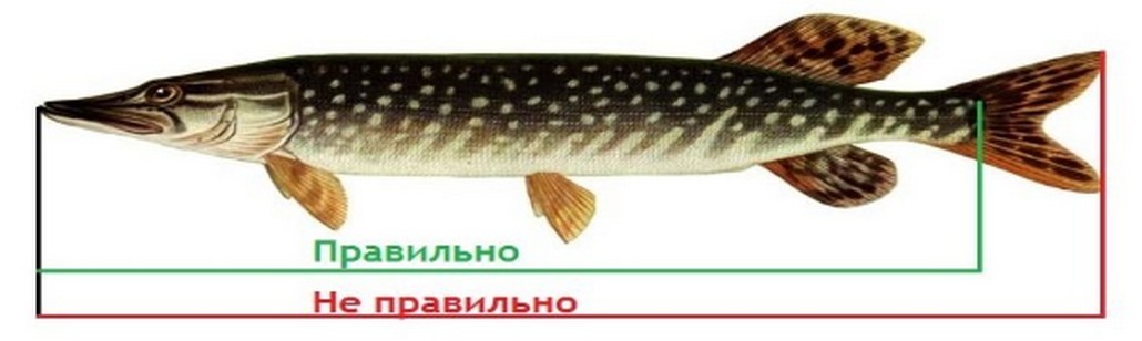 Как измерить длину рыбы. Рыбаку на заметку!