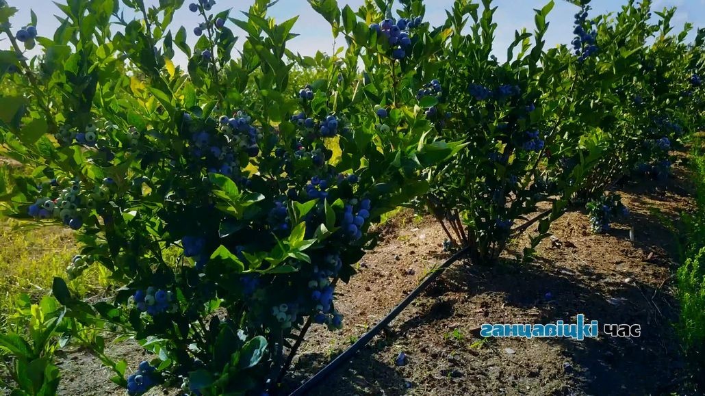 В Ганцевичском районе студентов из Пинска будут учить выращивать голубику
