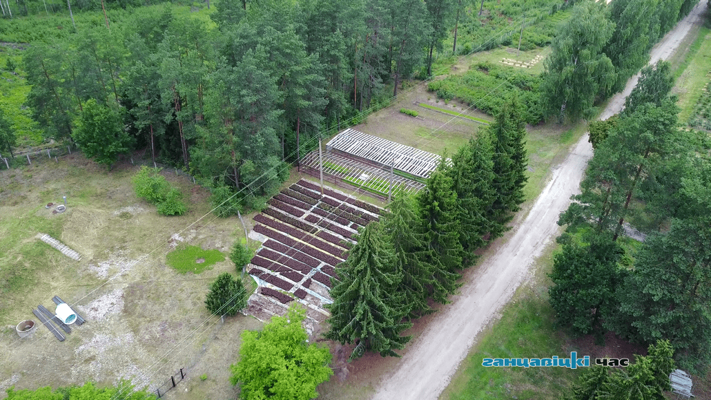 Голубичник в Ганцевичском районе
