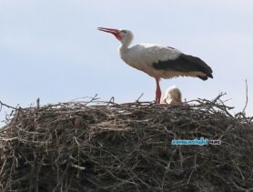 На улице Грицевца в Ганцевичах у аистихи разыгралась драма