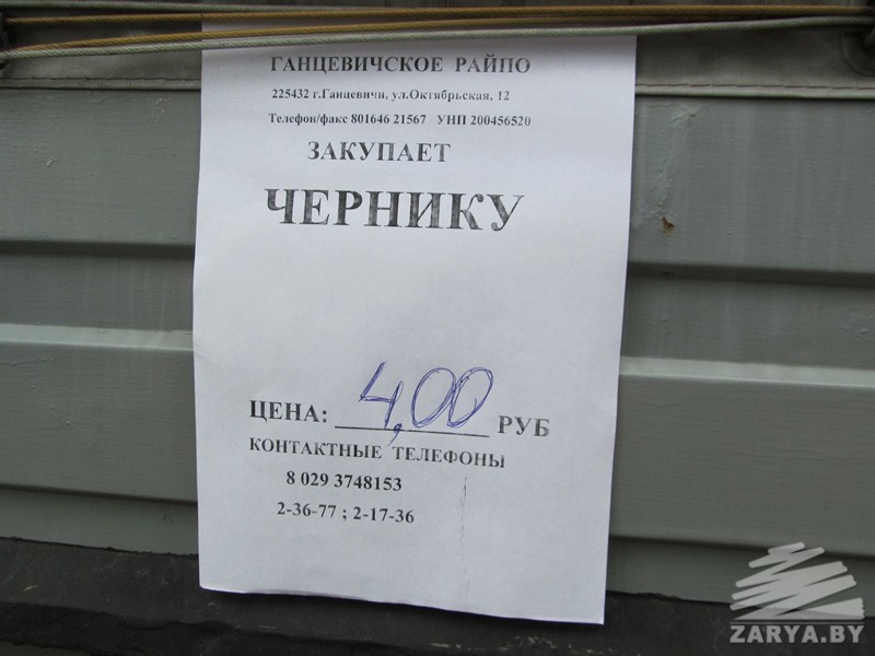 В Ганцевичском районе начался «черничный бум»
