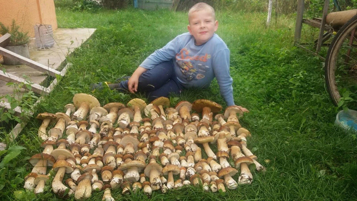 Грибная пора в Ганцевичах