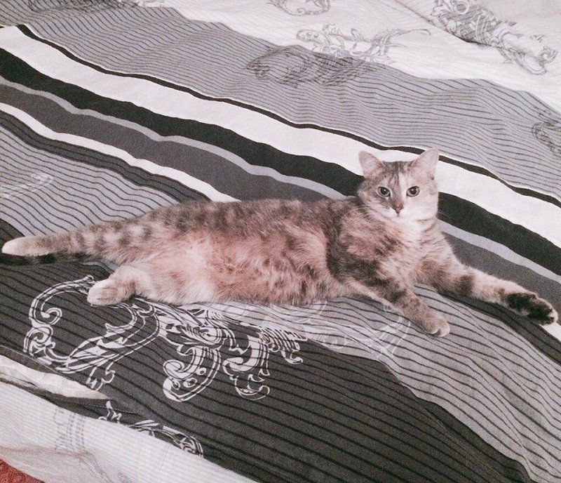 кошка Анфиса